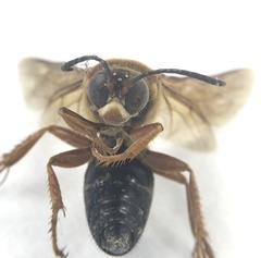 Sphecius speciosus