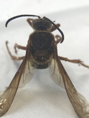 Sphecius speciosus