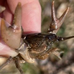 Cambarus acuminatus