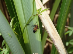 Nupserha basalis apicalis