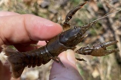 Cambarus acuminatus