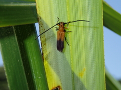 Nupserha basalis apicalis