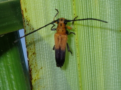 Nupserha basalis apicalis