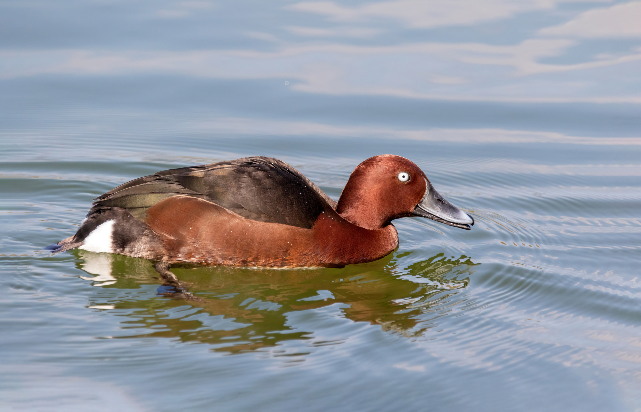 Ferruginous Duck (Aythya nyroca)