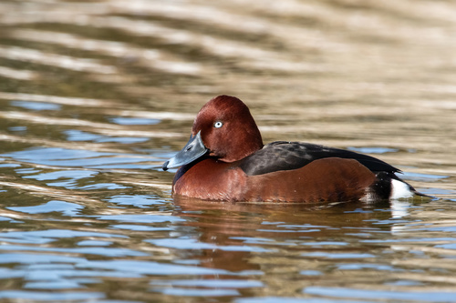 Ferruginous Duck