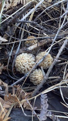 Morchella tridentina