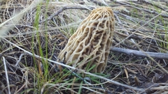 Morchella tridentina