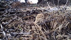 Morchella tridentina