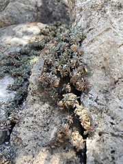 Petrophytum caespitosum