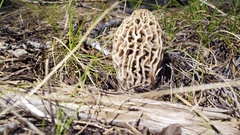 Morchella tridentina
