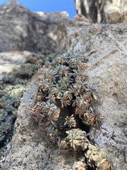 Petrophytum caespitosum