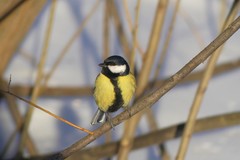 Parus major