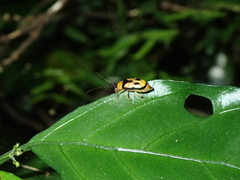 Spilocephalus bipunctatus