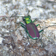 Cicindela splendida