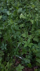 Festuca subverticillata
