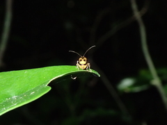 Spilocephalus bipunctatus