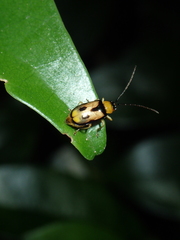 Spilocephalus bipunctatus