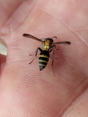 Polybia occidentalis bohemani