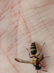 Polybia occidentalis bohemani