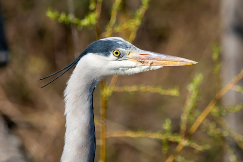 Garza real (Ardea cinerea)