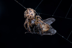 Larinioides cornutus