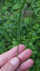 Festuca subverticillata
