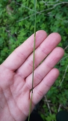 Festuca subverticillata