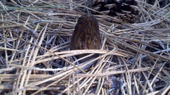 Morchella brunnea