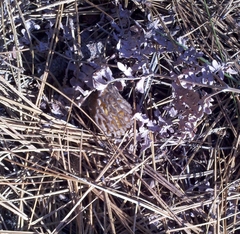 Morchella brunnea