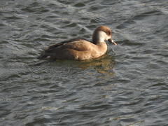 Netta rufina