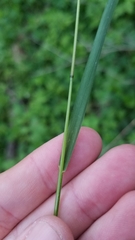 Festuca subverticillata