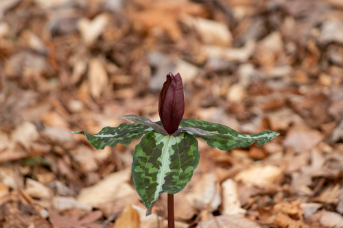 Trillium decipiens J.D.Freeman