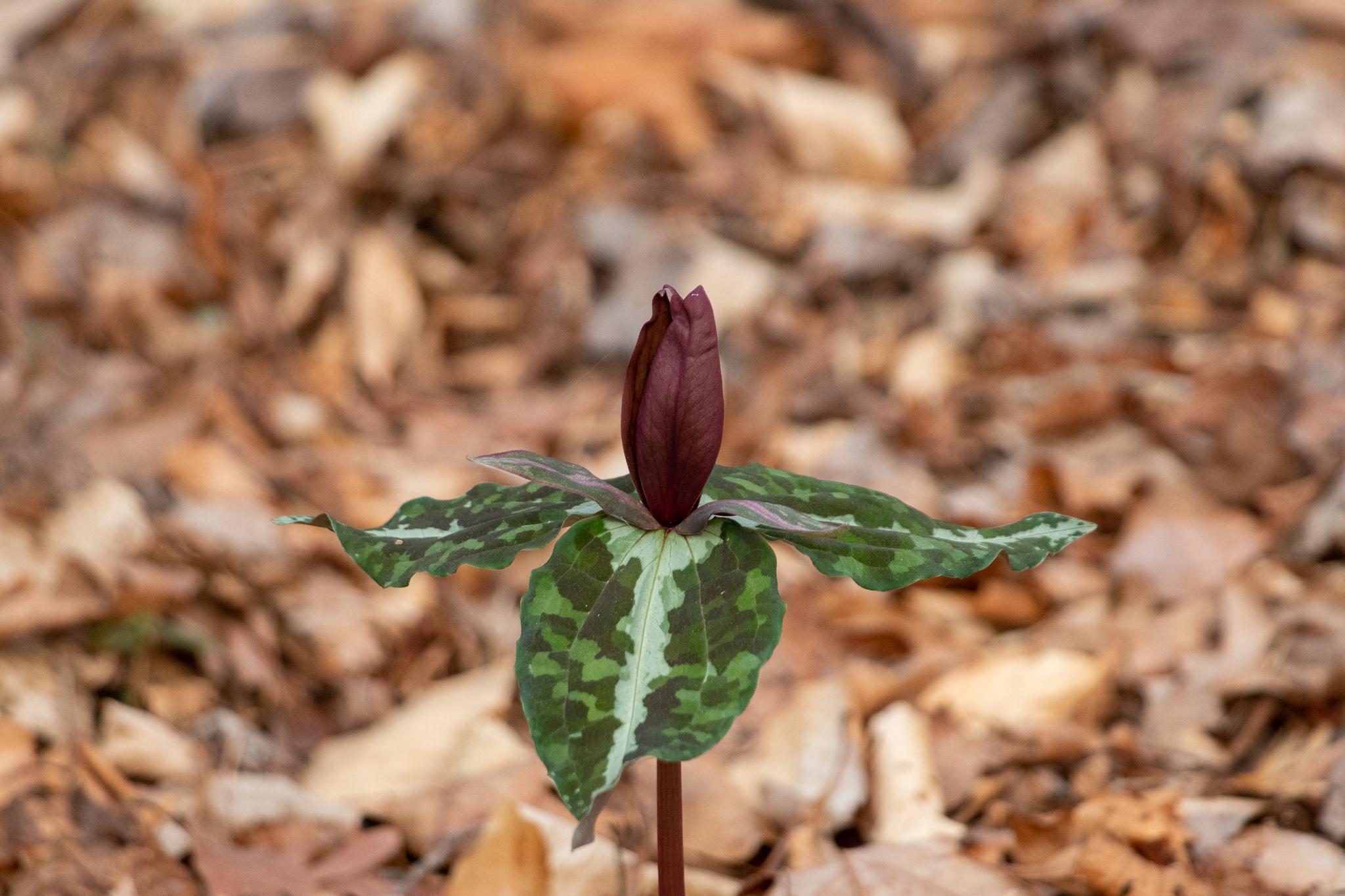 Trillium decipiens