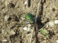 Cicindela purpurea