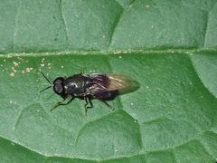 Isomerocera quadrilineata