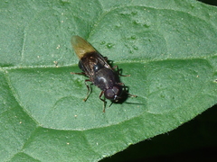 Isomerocera quadrilineata