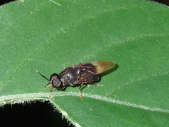 Isomerocera quadrilineata
