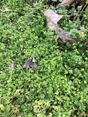 Alchemilla australis