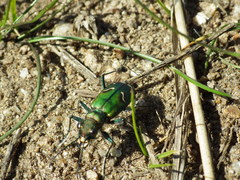 Cicindela purpurea