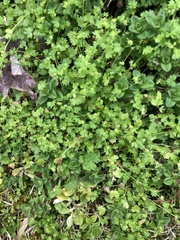 Alchemilla australis