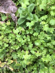 Alchemilla australis