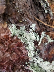 Parmeliopsis hyperopta