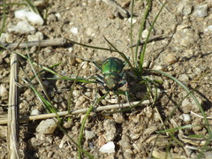 Cicindela purpurea