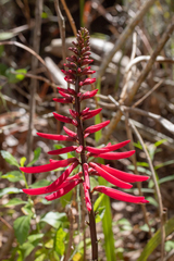 Image of Erythrina herbacea