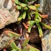 Leptinella pyrethrifolia linearifolia - Photo (c) Chris Ecroyd, some rights reserved (CC BY-NC), uploaded by Chris Ecroyd
