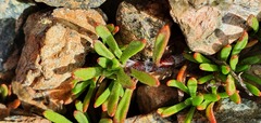 Leptinella pyrethrifolia linearifolia