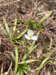 Sagittaria chapmanii