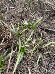 Sagittaria chapmanii