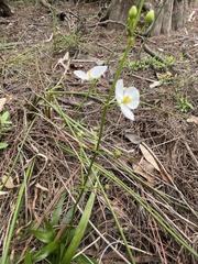 Sagittaria chapmanii