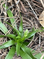 Sagittaria chapmanii